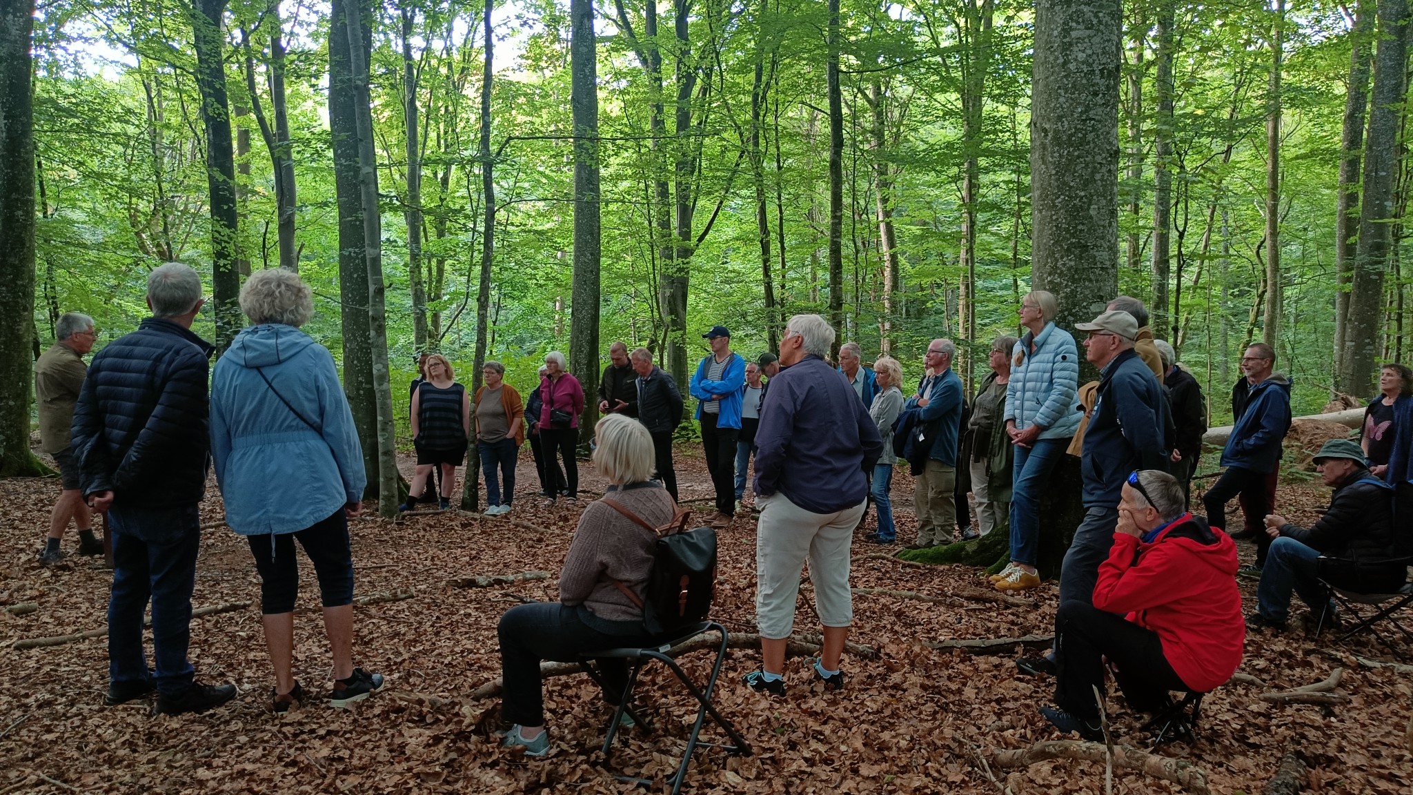 Naturnær skovdrift i Feldborg Nørreskov.