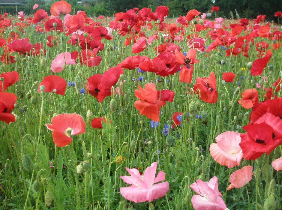 Blomstereng 2 red.jpg