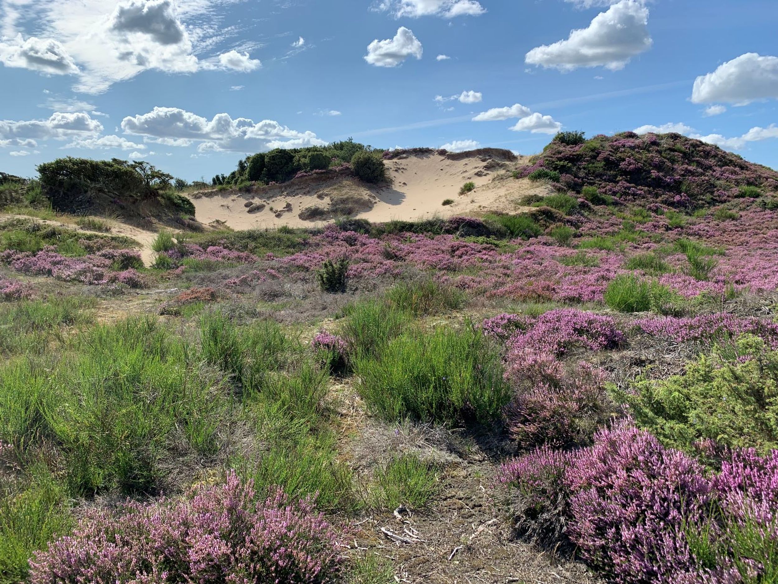 Stråsø som naturnationalpark